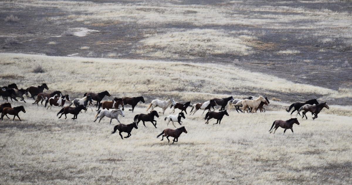 2022 Cedar Mountain Wild Horse Gather Bureau Of Land Management Cedar Mountain Horses
